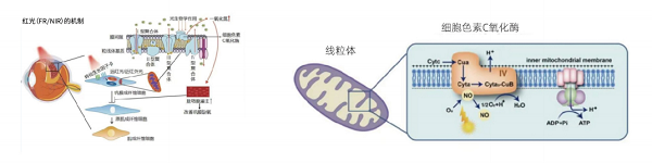 安全是底线，有效是标准!深度解读PBM-LED的临床安全性与有效性