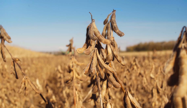 减油、增豆、加奶！谨记农业农村部部长给出的3个健康饮食建议！
