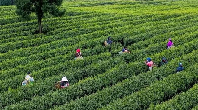 顺丰将揽收点扎进茶山，护航早春茶送到家